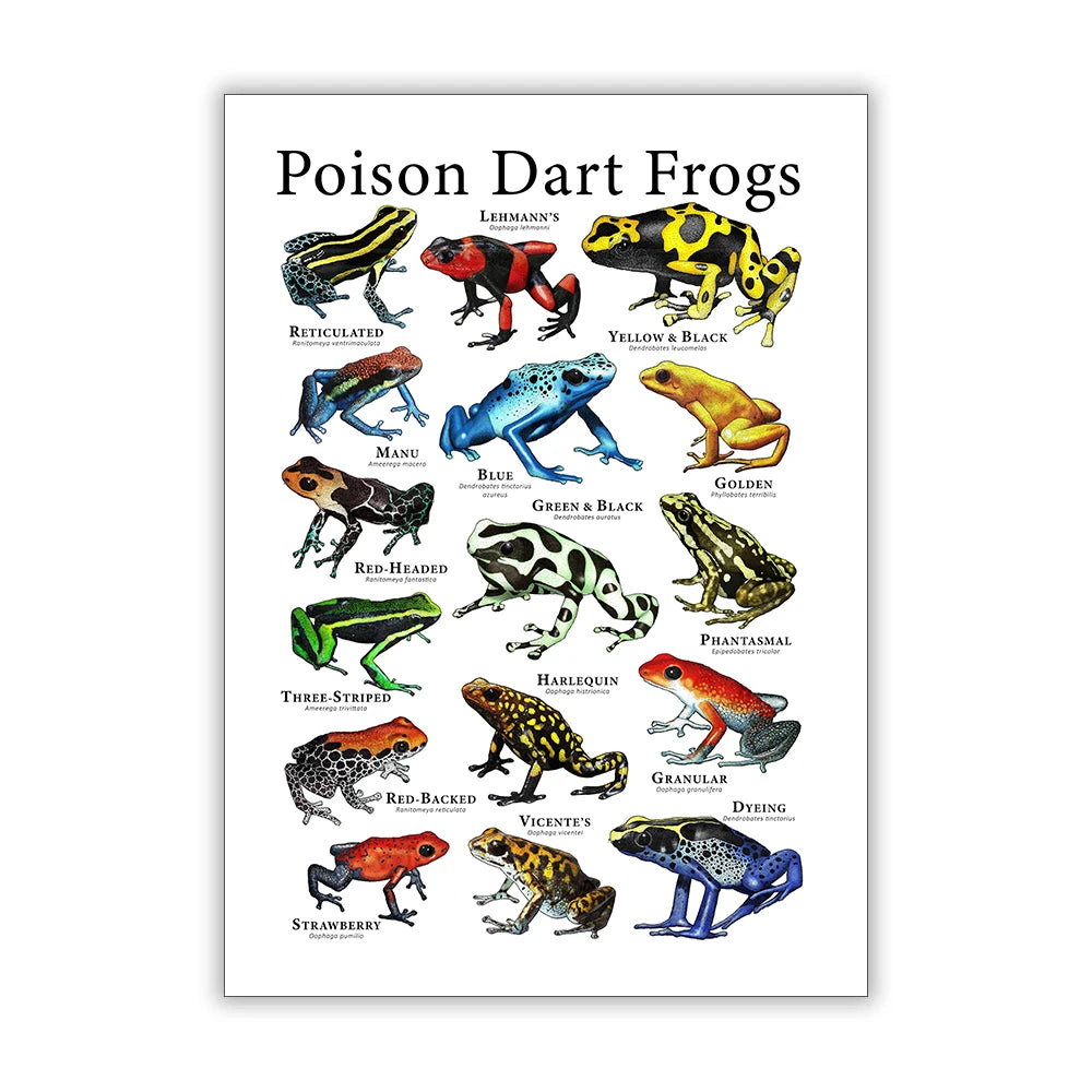 Poison Dart Frogs Poster Frogs of the World Species Art Print Scientific Illustration Canvas Painting Kids Room Wall Decoration