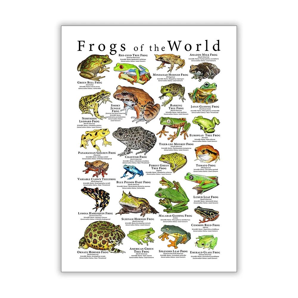 Poison Dart Frogs Poster Frogs of the World Species Art Print Scientific Illustration Canvas Painting Kids Room Wall Decoration