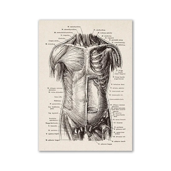 Vintage Human Anatomy Artwork Medical Wall Picture Muscle Skeleton Poster Canvas Art Print Education Hospital Pharmacy Paintings