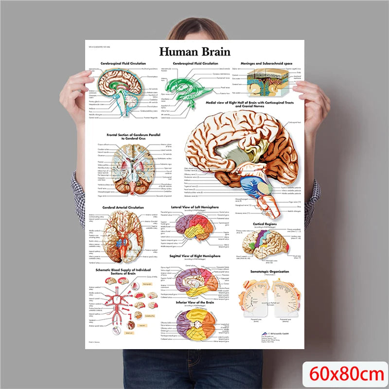 The Body Structure Skeleton Wall Art Nervous System Anatomy Canvas Picture Education Poster Medical Decoracion Painting Prints