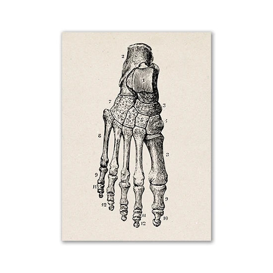 Vintage Human Anatomy Artwork Medical Wall Picture Muscle Skeleton Poster Canvas Art Print Education Hospital Pharmacy Paintings