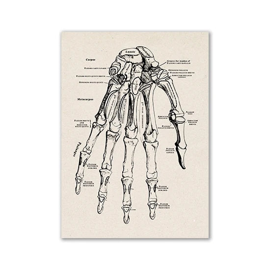 Vintage Human Anatomy Artwork Medical Wall Picture Muscle Skeleton Poster Canvas Art Print Education Hospital Pharmacy Paintings