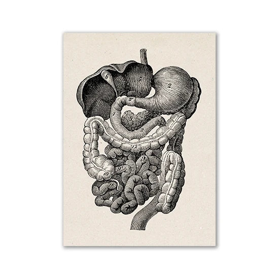 Vintage Human Anatomy Artwork Medical Wall Picture Muscle Skeleton Poster Canvas Art Print Education Hospital Pharmacy Paintings