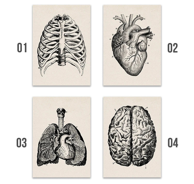 Vintage Human Anatomy Artwork Medical Wall Picture Muscle Skeleton Poster Canvas Art Print Education Hospital Pharmacy Paintings