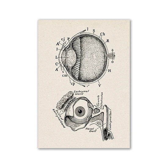 Vintage Human Anatomy Artwork Medical Wall Picture Muscle Skeleton Poster Canvas Art Print Education Hospital Pharmacy Paintings