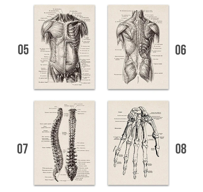 Vintage Human Anatomy Artwork Medical Wall Picture Muscle Skeleton Poster Canvas Art Print Education Hospital Pharmacy Paintings