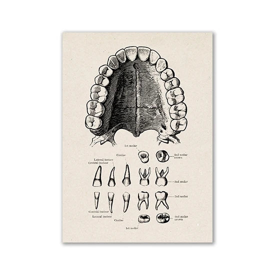 Vintage Human Anatomy Artwork Medical Wall Picture Muscle Skeleton Poster Canvas Art Print Education Hospital Pharmacy Paintings