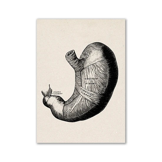 Vintage Human Anatomy Artwork Medical Wall Picture Muscle Skeleton Poster Canvas Art Print Education Hospital Pharmacy Paintings