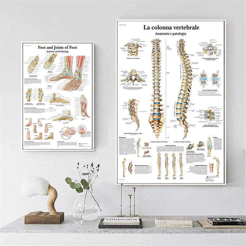 The Body Structure Skeleton Wall Art Nervous System Anatomy Canvas Picture Education Poster Medical Decoracion Painting Prints
