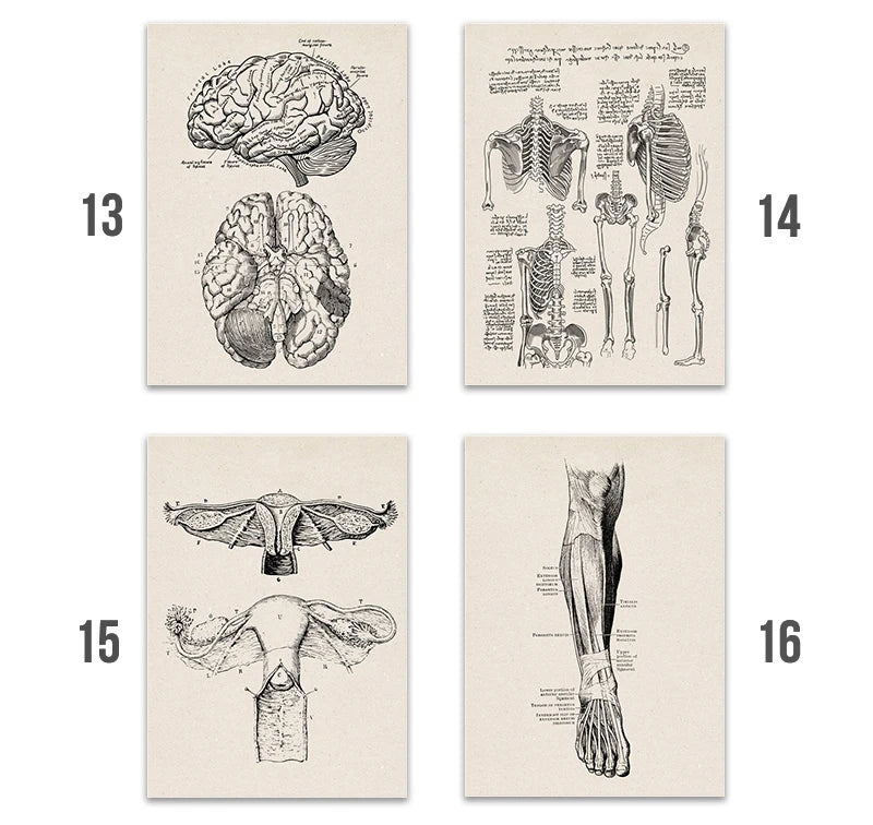 Vintage Human Anatomy Artwork Medical Wall Picture Muscle Skeleton Poster Canvas Art Print Education Hospital Pharmacy Paintings