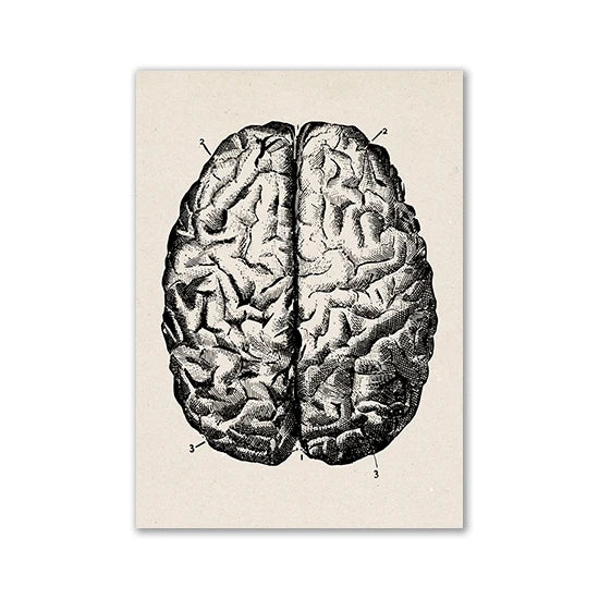 Vintage Human Anatomy Artwork Medical Wall Picture Muscle Skeleton Poster Canvas Art Print Education Hospital Pharmacy Paintings