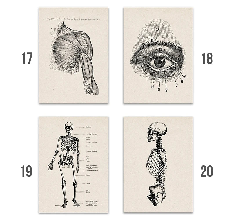 Vintage Human Anatomy Artwork Medical Wall Picture Muscle Skeleton Poster Canvas Art Print Education Hospital Pharmacy Paintings