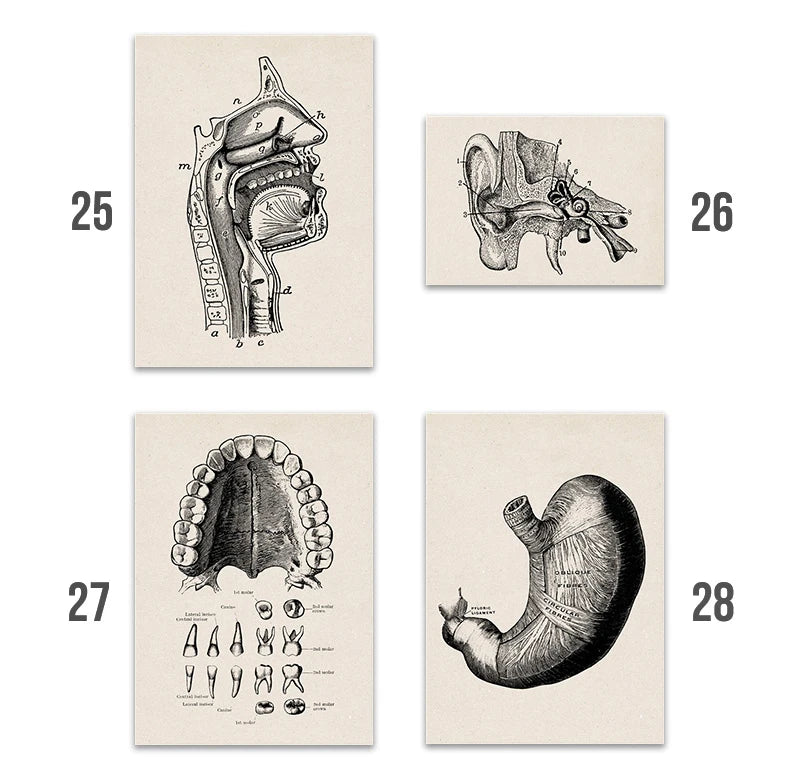 Vintage Human Anatomy Artwork Medical Wall Picture Muscle Skeleton Poster Canvas Art Print Education Hospital Pharmacy Paintings