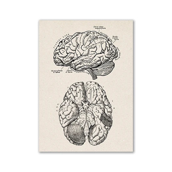 Vintage Human Anatomy Artwork Medical Wall Picture Muscle Skeleton Poster Canvas Art Print Education Hospital Pharmacy Paintings