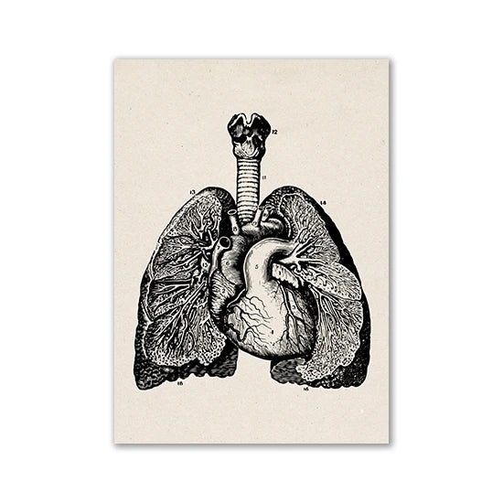 Vintage Human Anatomy Artwork Medical Wall Picture Muscle Skeleton Poster Canvas Art Print Education Hospital Pharmacy Paintings