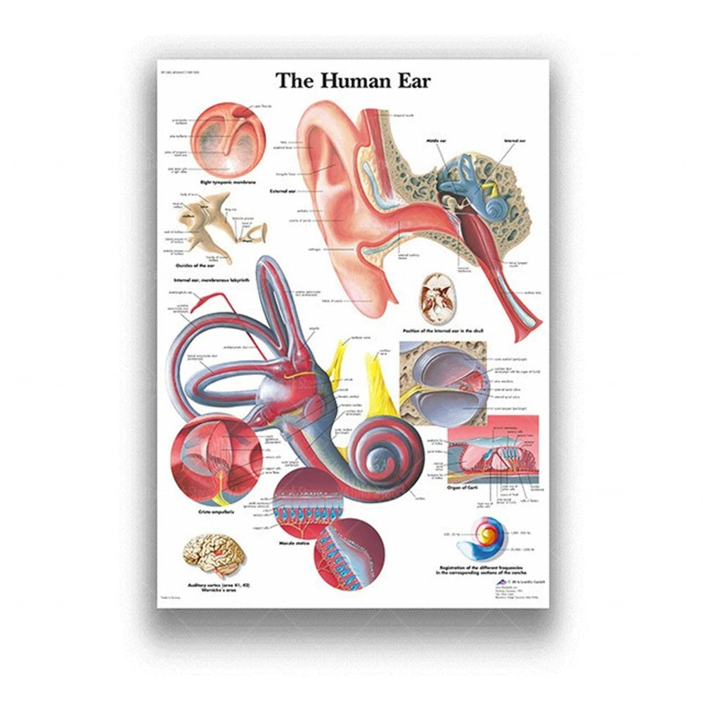 Human Musculoskeletal System Anatomy Poster Human Anatomy Medical Wall Decoration Medical Education Canvas Painting Wall Sticker