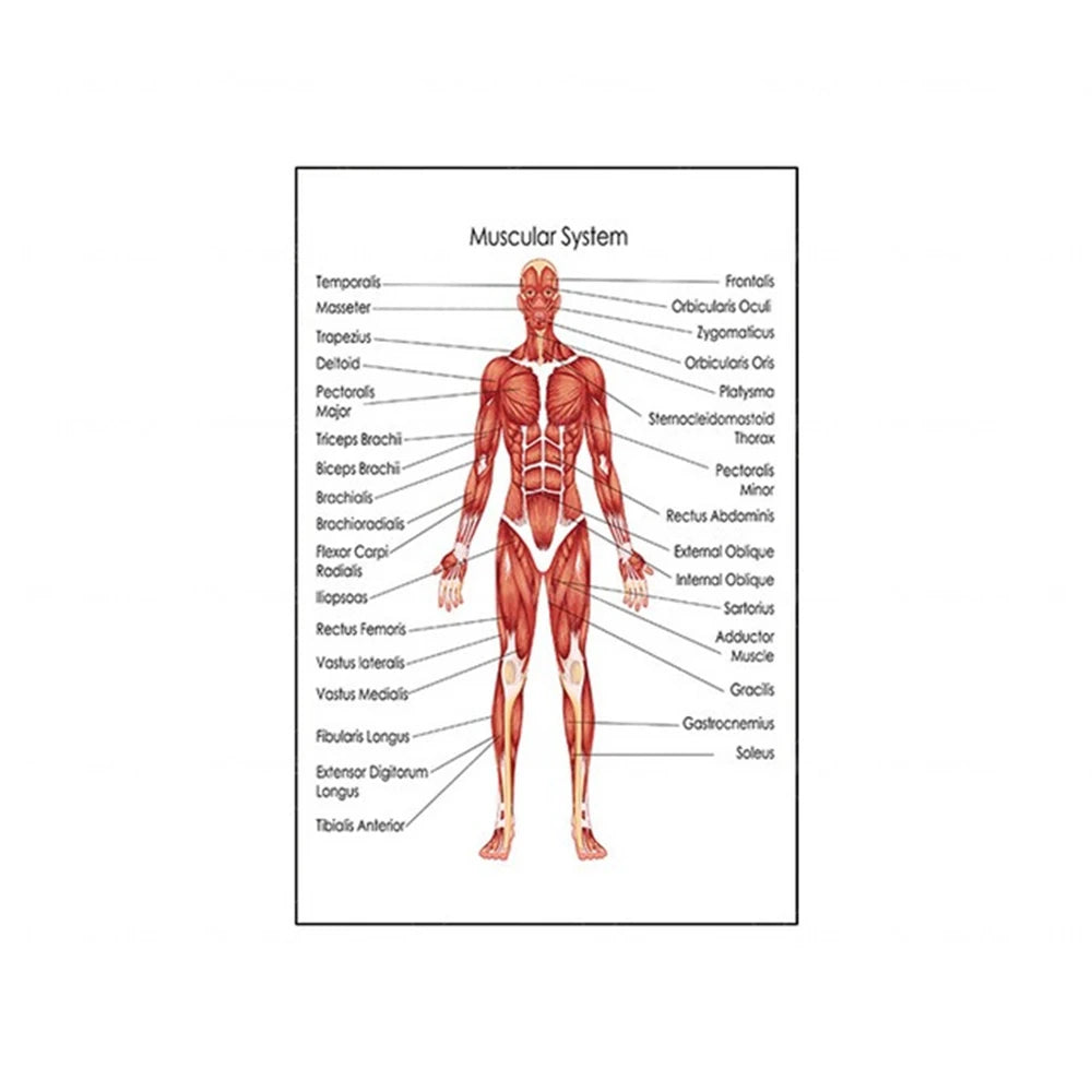 Human Musculoskeletal System Anatomy Poster Human Anatomy Medical Wall Decoration Medical Education Canvas Painting Wall Sticker