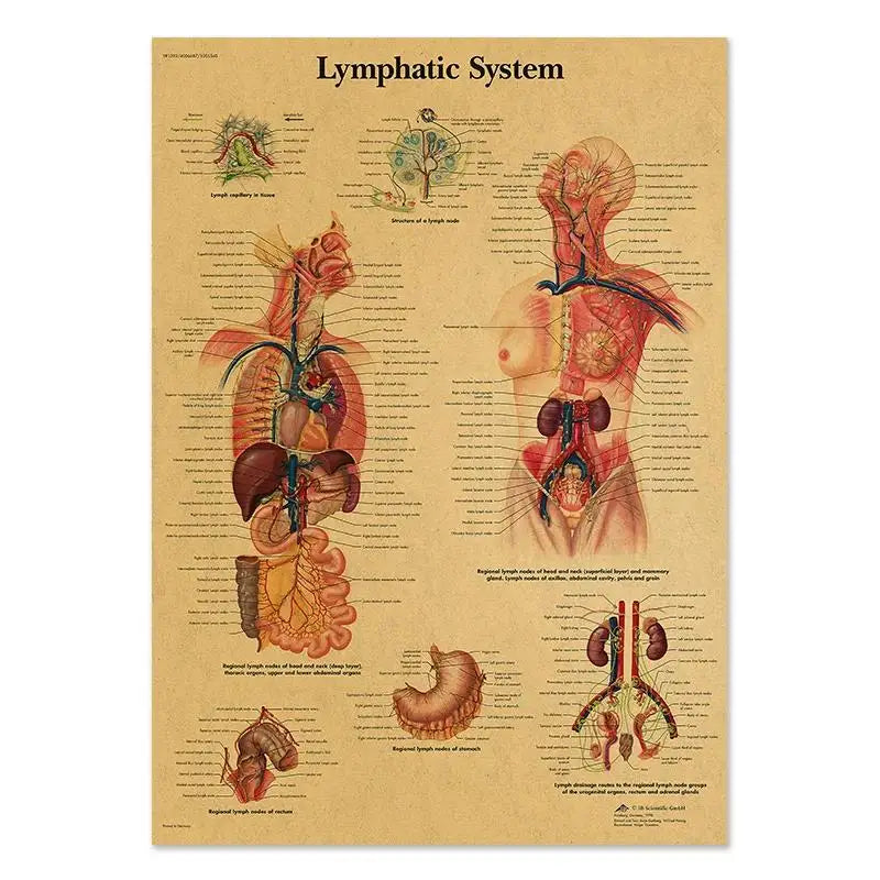 Human Anatomy Educational Poster Spine and Joints Canvas Wall Art for Medical Education and Home Decor Unframed