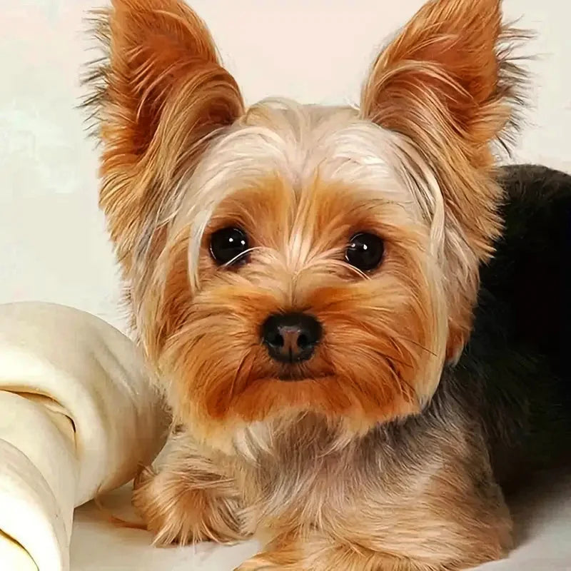Huacan New Arrivals Diamond Painting Animal Full Square Round Diamond Mosaic Dog Art Gift Home Decor Craft Kit