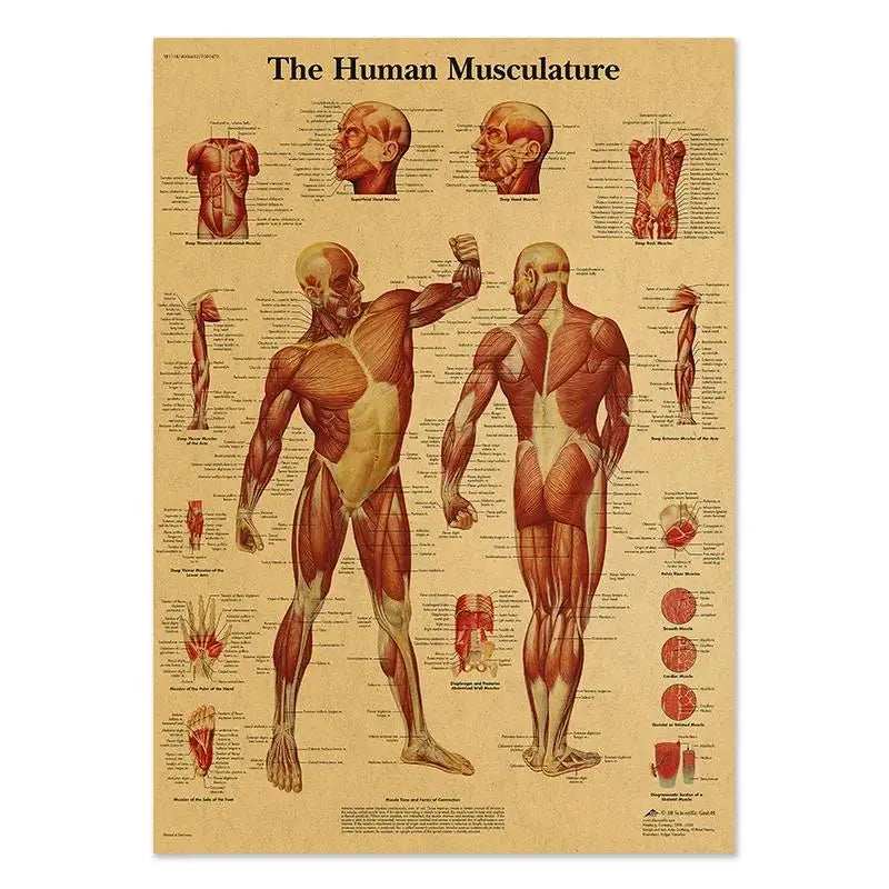 Human Anatomy Educational Poster Spine and Joints Canvas Wall Art for Medical Education and Home Decor Unframed