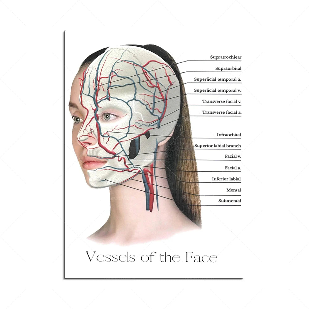 The Body Structure Skeleton Wall Art Nervous System Anatomy Canvas Picture Education Poster Medical Decoracion Painting Prints