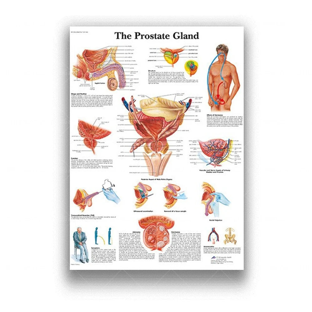 Human Musculoskeletal System Anatomy Poster Human Anatomy Medical Wall Decoration Medical Education Canvas Painting Wall Sticker
