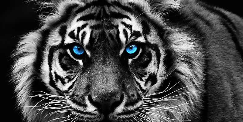 Modern Prints Canvas Art Black and White Tiger Head Painting Wall Art Posters Animal Art Picture Cuadros For Home Decor