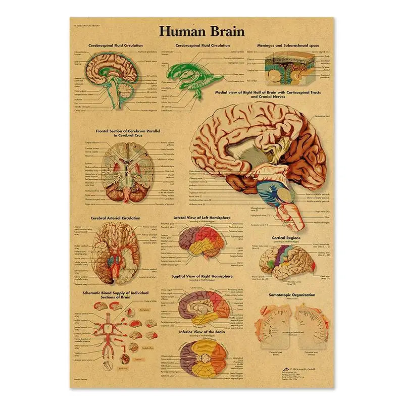Human Anatomy Educational Poster Spine and Joints Canvas Wall Art for Medical Education and Home Decor Unframed
