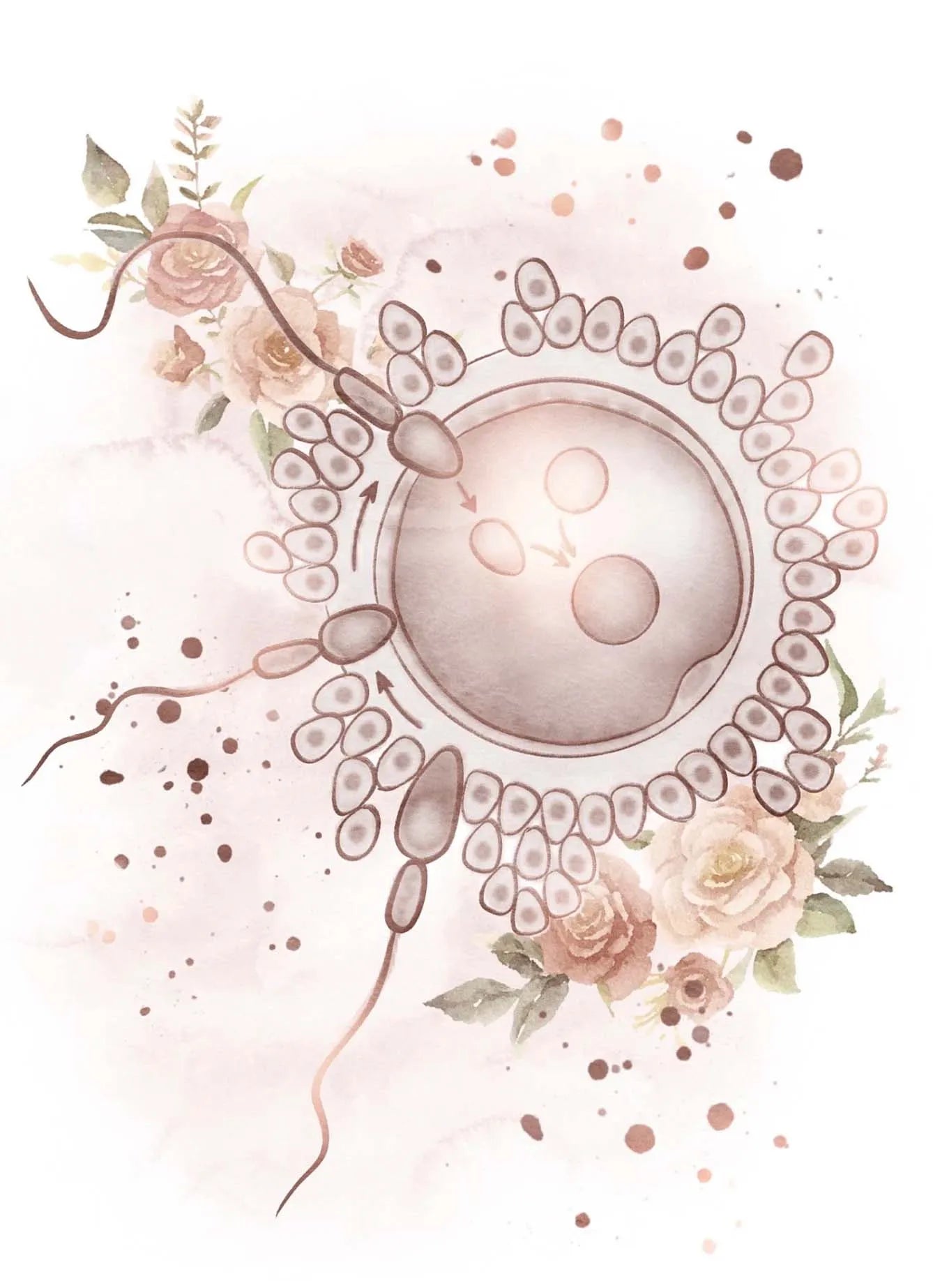 Female Anatomy Fertility Pregnancy Posters Prints Canvas Painting Wall Art Picture Gynecology Obstetrics Decoration Mural Gift