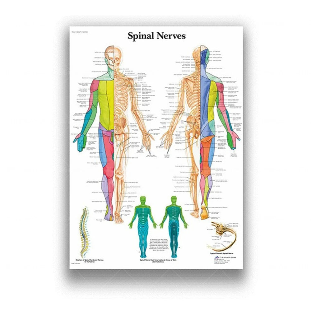 Human Musculoskeletal System Anatomy Poster Human Anatomy Medical Wall Decoration Medical Education Canvas Painting Wall Sticker