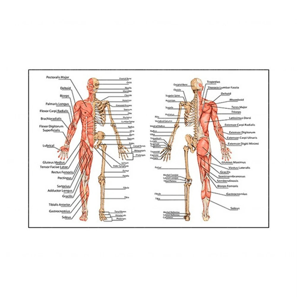 Human Musculoskeletal System Anatomy Poster Human Anatomy Medical Wall Decoration Medical Education Canvas Painting Wall Sticker