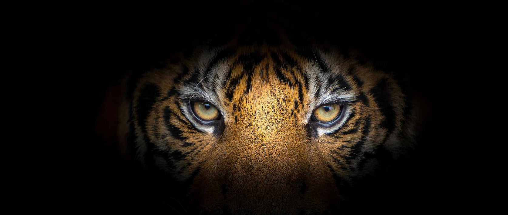 Modern Prints Canvas Art Black and White Tiger Head Painting Wall Art Posters Animal Art Picture Cuadros For Home Decor