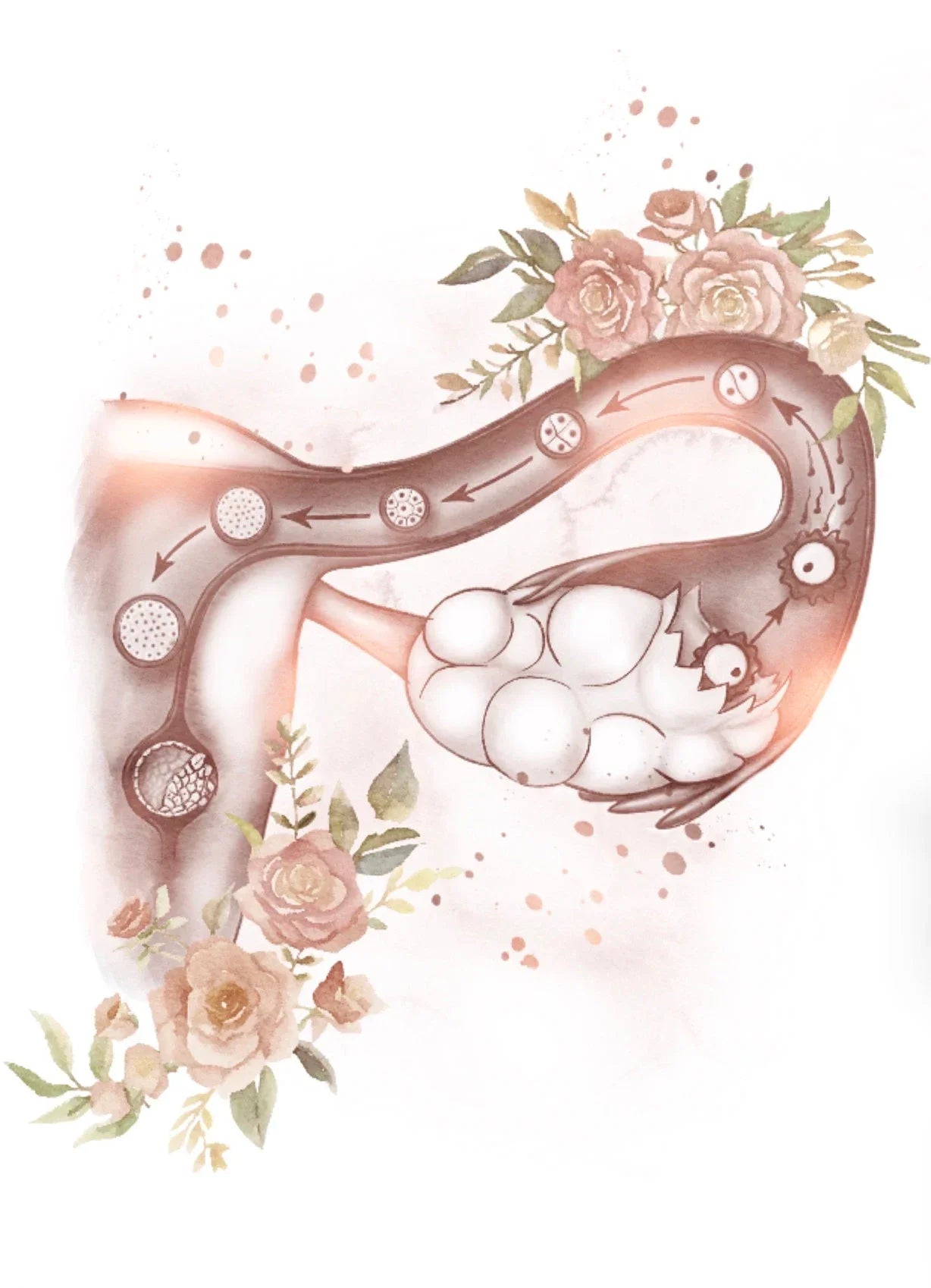Female Anatomy Fertility Pregnancy Posters Prints Canvas Painting Wall Art Picture Gynecology Obstetrics Decoration Mural Gift