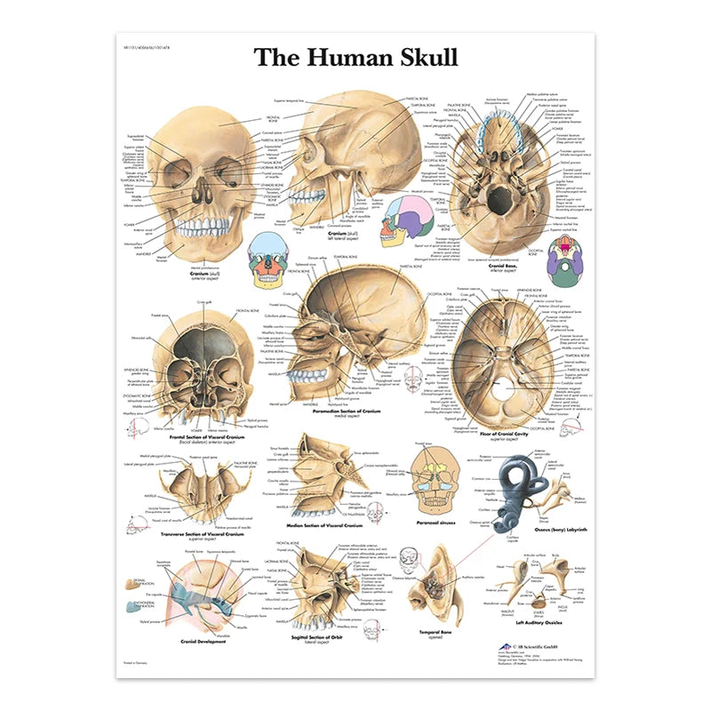 The Body Structure Skeleton Wall Art Nervous System Anatomy Canvas Picture Education Poster Medical Decoracion Painting Prints