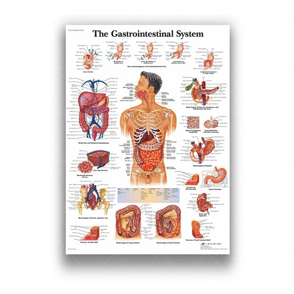 Human Musculoskeletal System Anatomy Poster Human Anatomy Medical Wall Decoration Medical Education Canvas Painting Wall Sticker