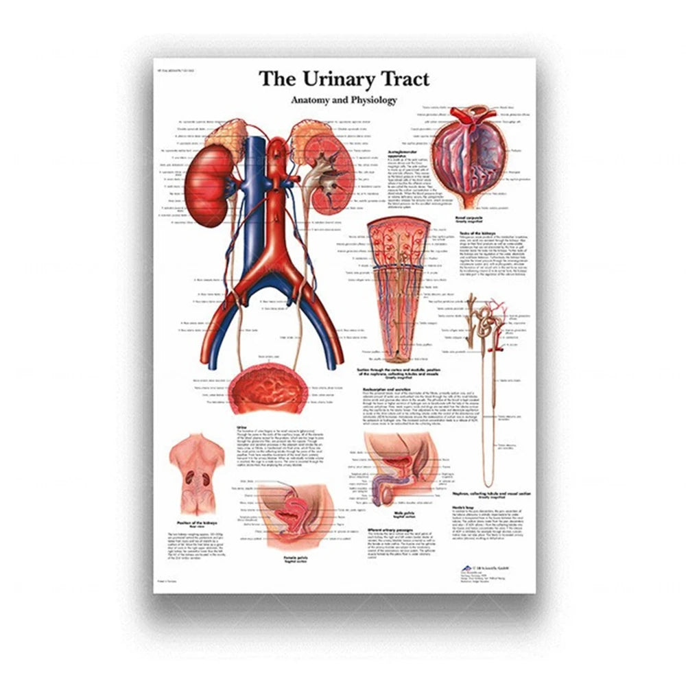 Human Musculoskeletal System Anatomy Poster Human Anatomy Medical Wall Decoration Medical Education Canvas Painting Wall Sticker