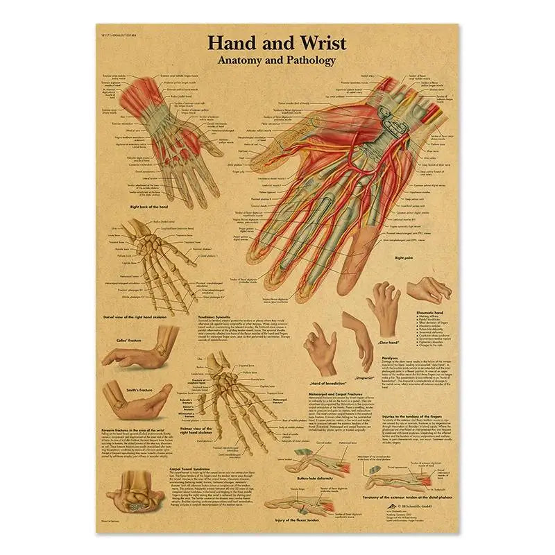 Human Anatomy Educational Poster Spine and Joints Canvas Wall Art for Medical Education and Home Decor Unframed