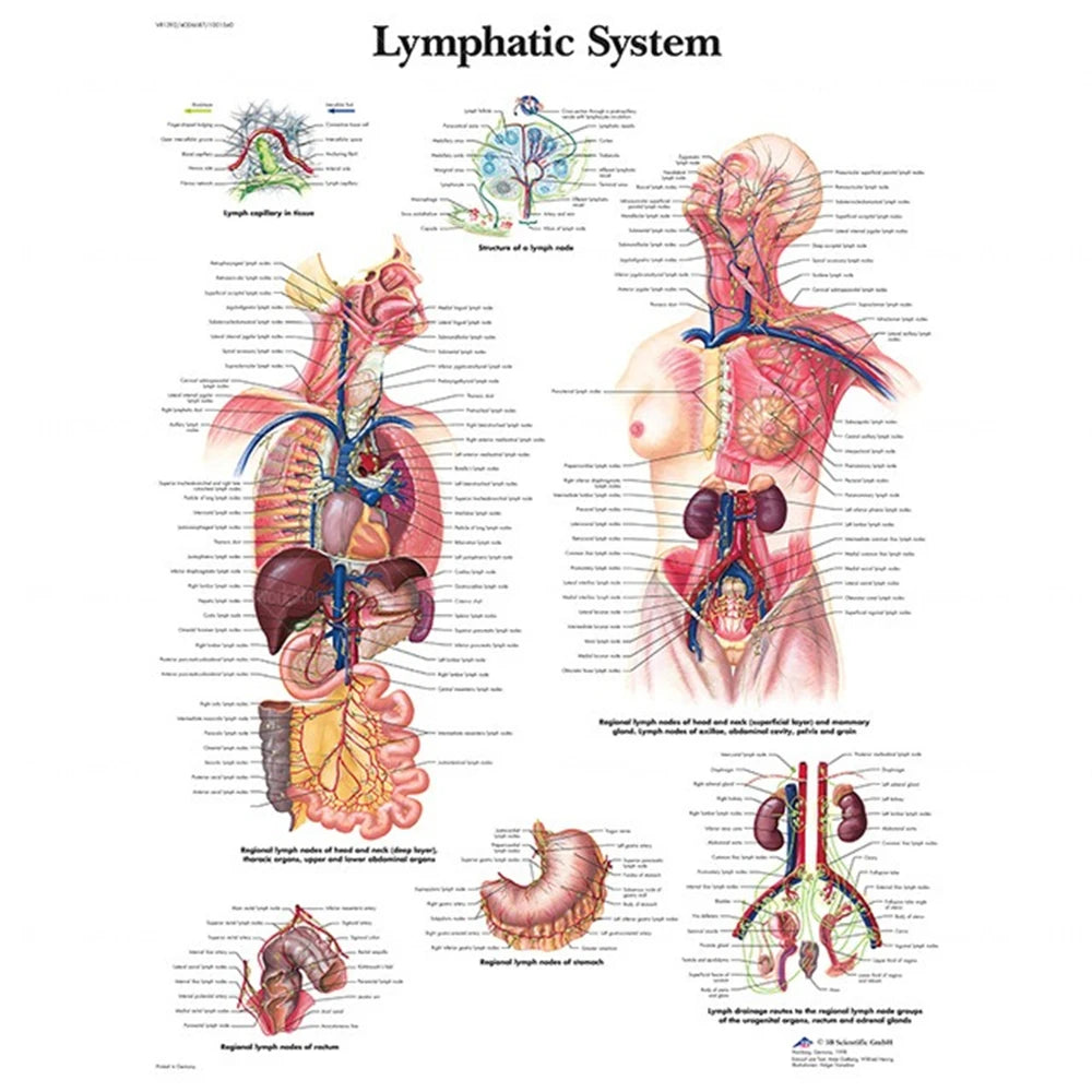 Human Musculoskeletal System Anatomy Poster Human Anatomy Medical Wall Decoration Medical Education Canvas Painting Wall Sticker