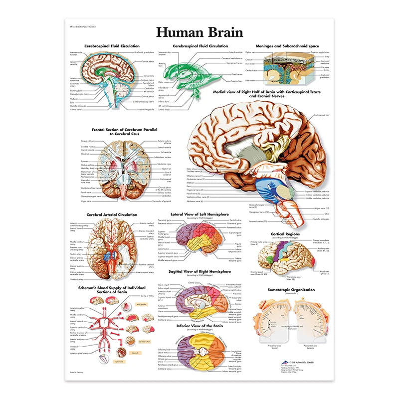 The Body Structure Skeleton Wall Art Nervous System Anatomy Canvas Picture Education Poster Medical Decoracion Painting Prints
