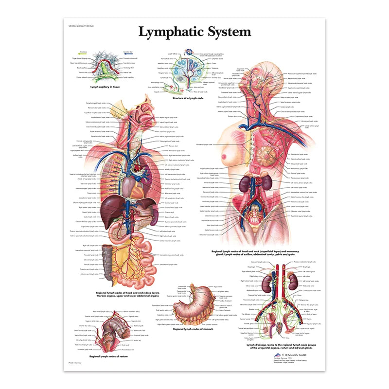 The Body Structure Skeleton Wall Art Nervous System Anatomy Canvas Picture Education Poster Medical Decoracion Painting Prints