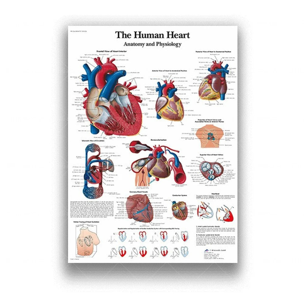 Human Musculoskeletal System Anatomy Poster Human Anatomy Medical Wall Decoration Medical Education Canvas Painting Wall Sticker