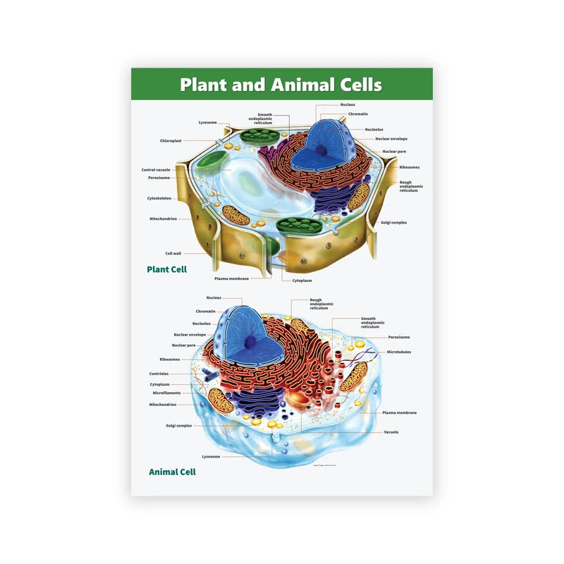 Animal and Plant Cell Biology Posters and Prints Science Educational Wall Art Canvas Painting Pictures Laboratory Office Decor