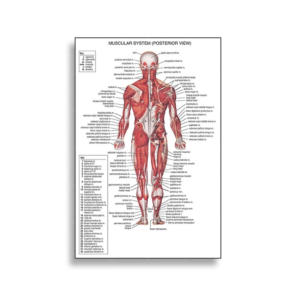 Human Musculoskeletal System Anatomy Poster Human Anatomy Medical Wall Decoration Medical Education Canvas Painting Wall Sticker