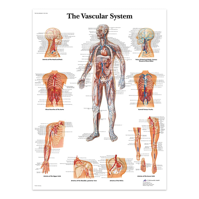 The Body Structure Skeleton Wall Art Nervous System Anatomy Canvas Picture Education Poster Medical Decoracion Painting Prints