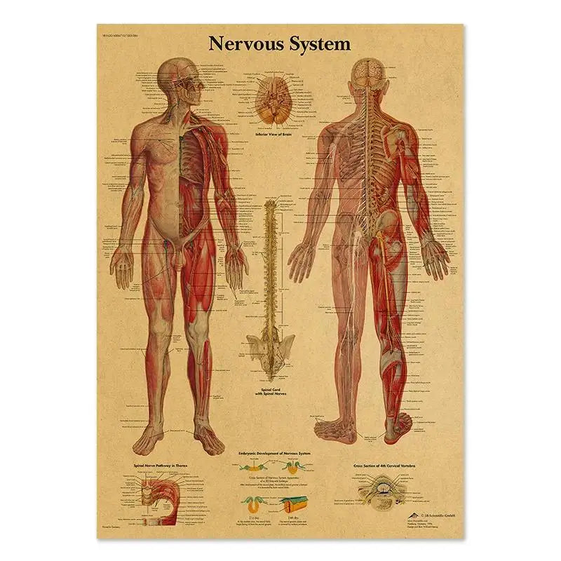 Human Anatomy Educational Poster Spine and Joints Canvas Wall Art for Medical Education and Home Decor Unframed