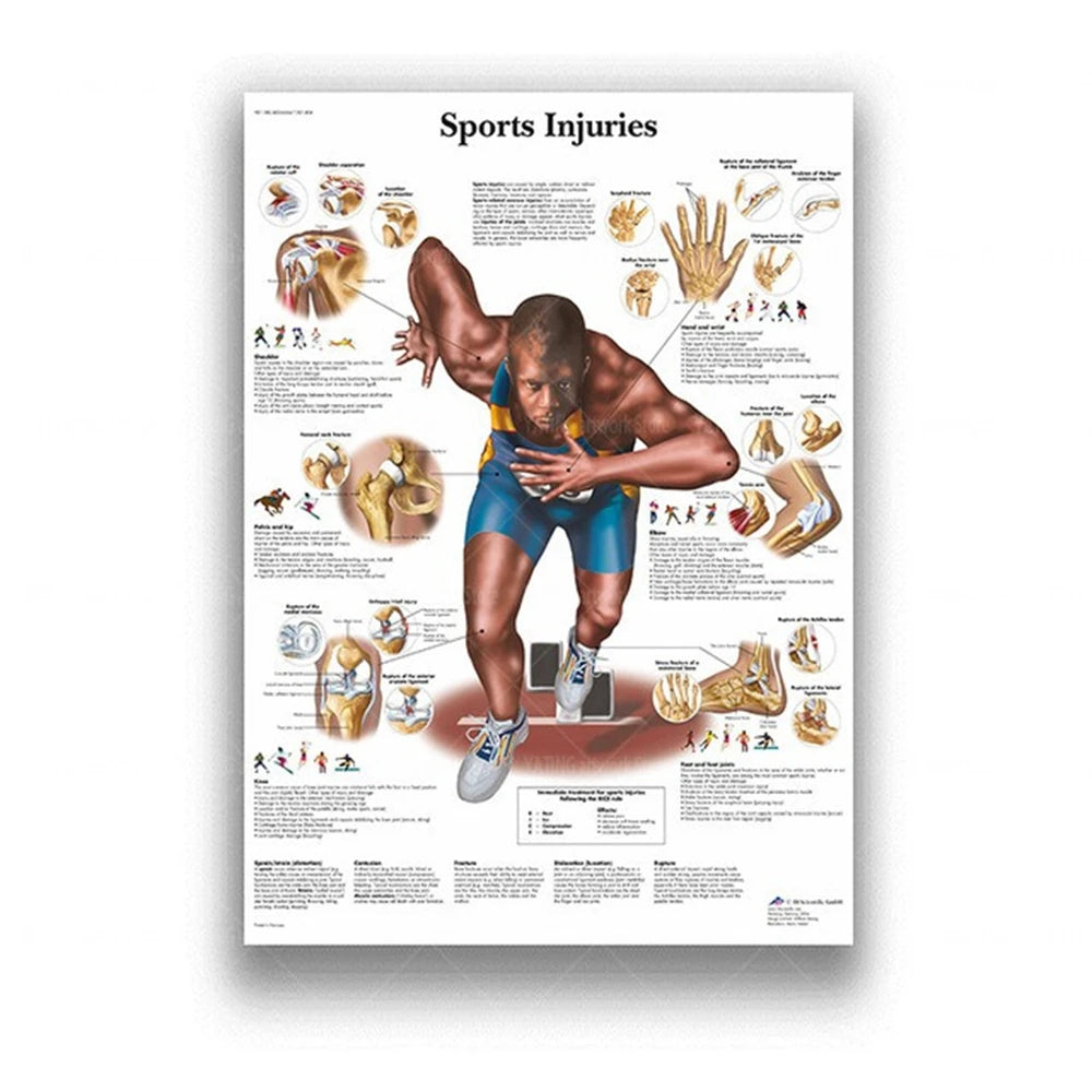 Human Musculoskeletal System Anatomy Poster Human Anatomy Medical Wall Decoration Medical Education Canvas Painting Wall Sticker