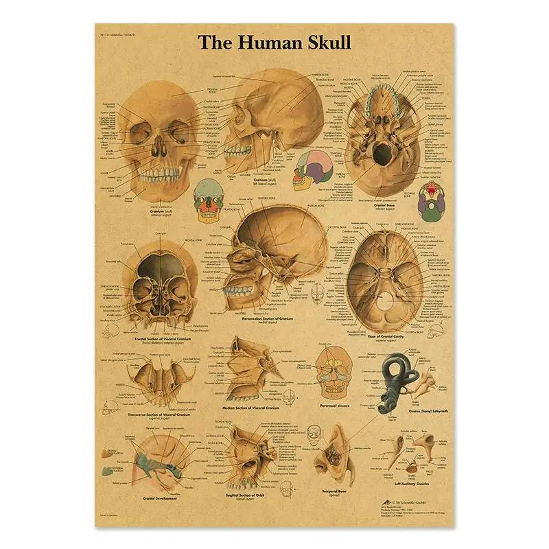 Human Anatomy Educational Poster Spine and Joints Canvas Wall Art for Medical Education and Home Decor Unframed