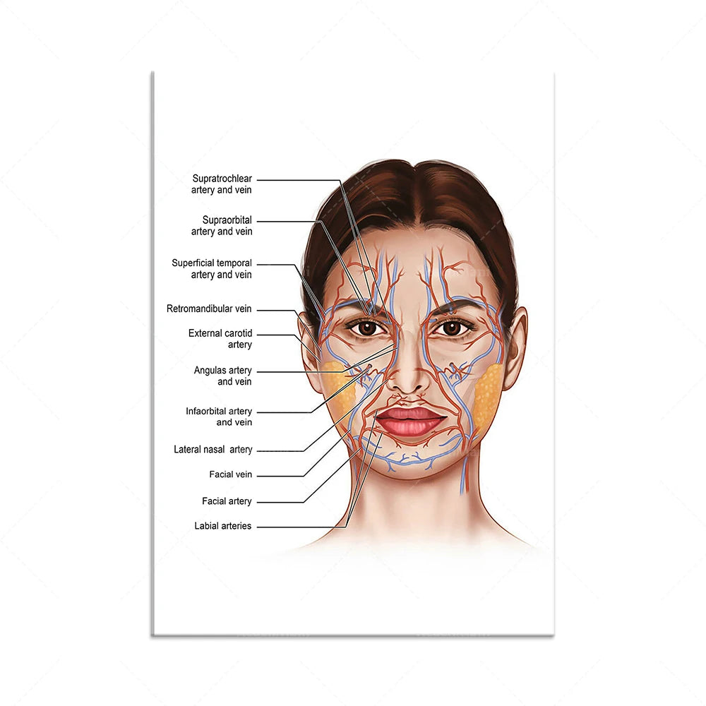 The Body Structure Skeleton Wall Art Nervous System Anatomy Canvas Picture Education Poster Medical Decoracion Painting Prints