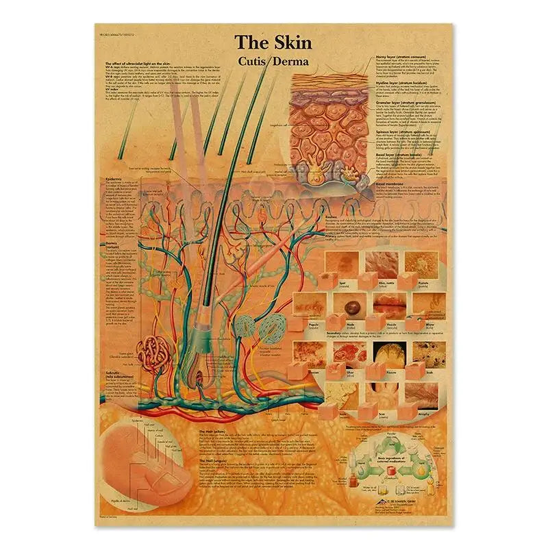 Human Anatomy Educational Poster Spine and Joints Canvas Wall Art for Medical Education and Home Decor Unframed