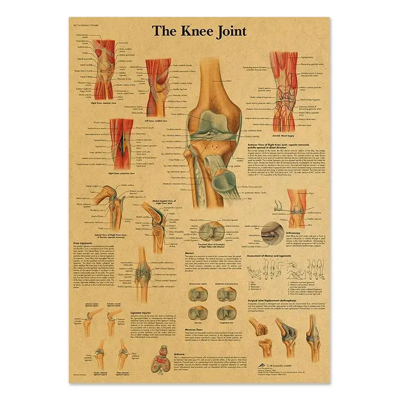 Human Anatomy Educational Poster Spine and Joints Canvas Wall Art for Medical Education and Home Decor Unframed